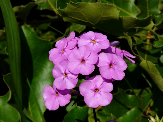 {Phlox maculata}